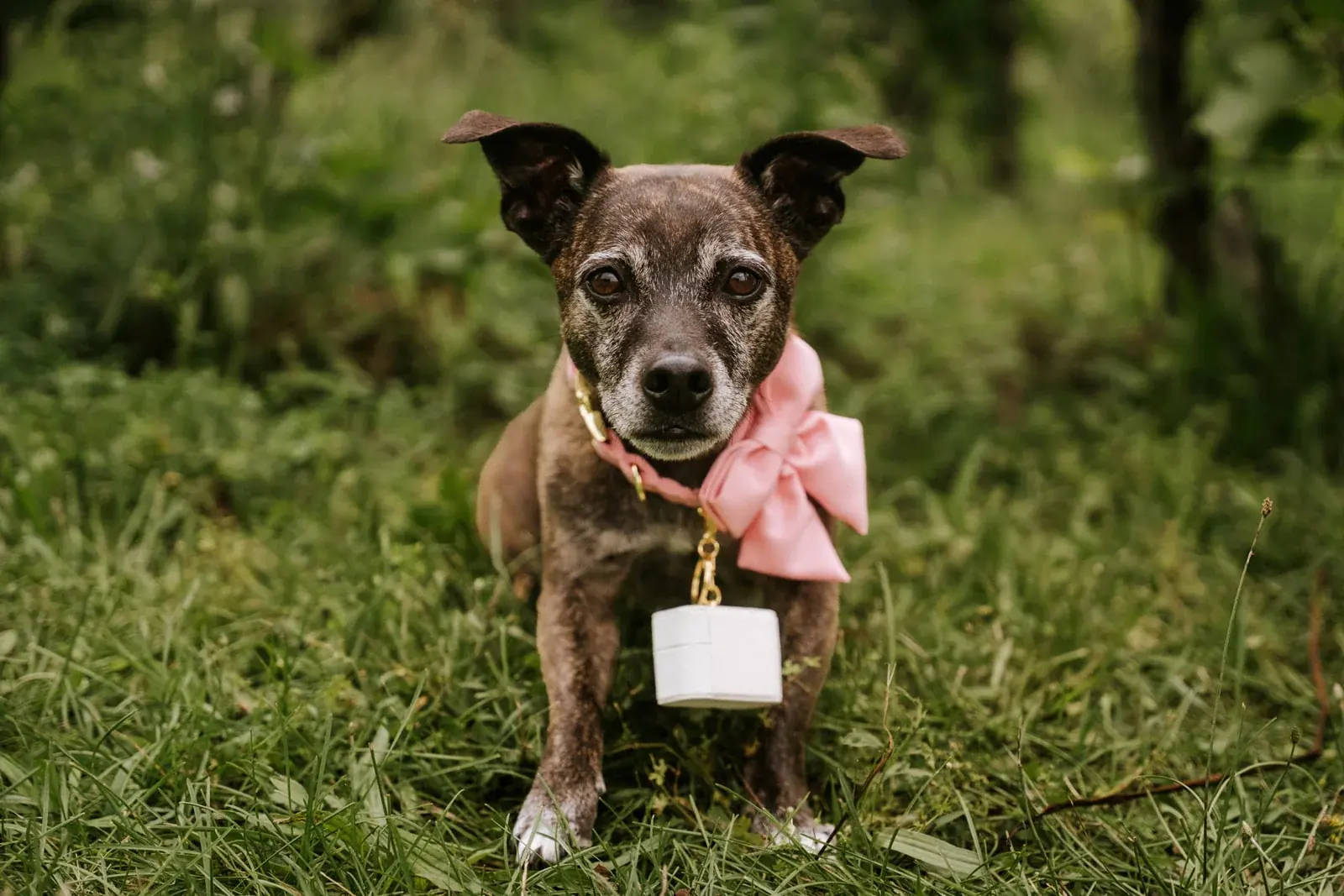 The couple's dog serving as ring bearer in a pink bow at Black Star Farms