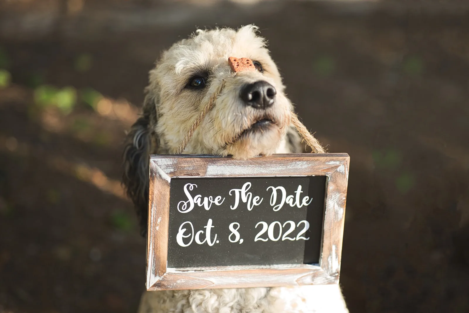 dog holding save-the-date sign Oct 8 2022