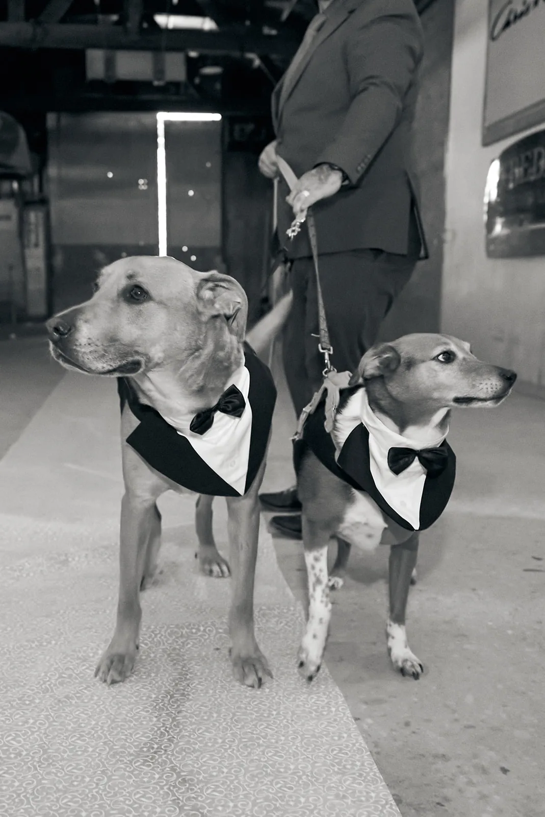 bw two dogs in tuxedo bandanas on leash, ring bearers
