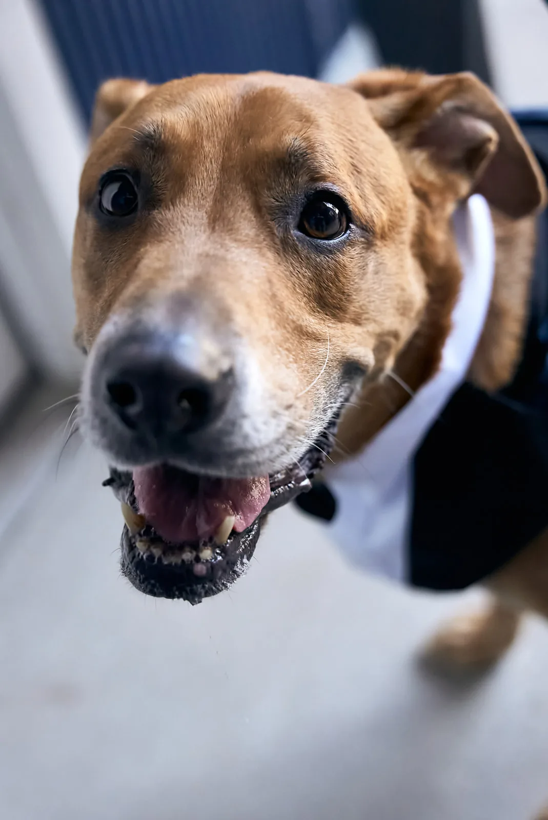 dog in tuxedo collar smiling at camera