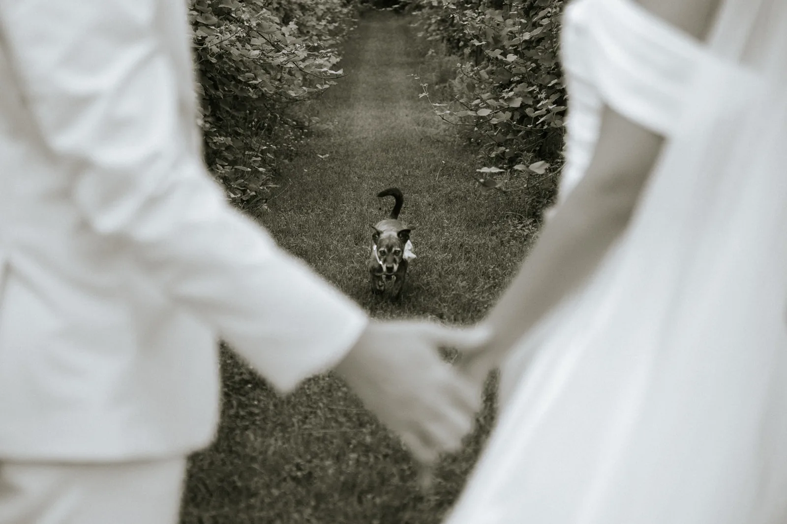 Couple portrait standing in a vineyard row